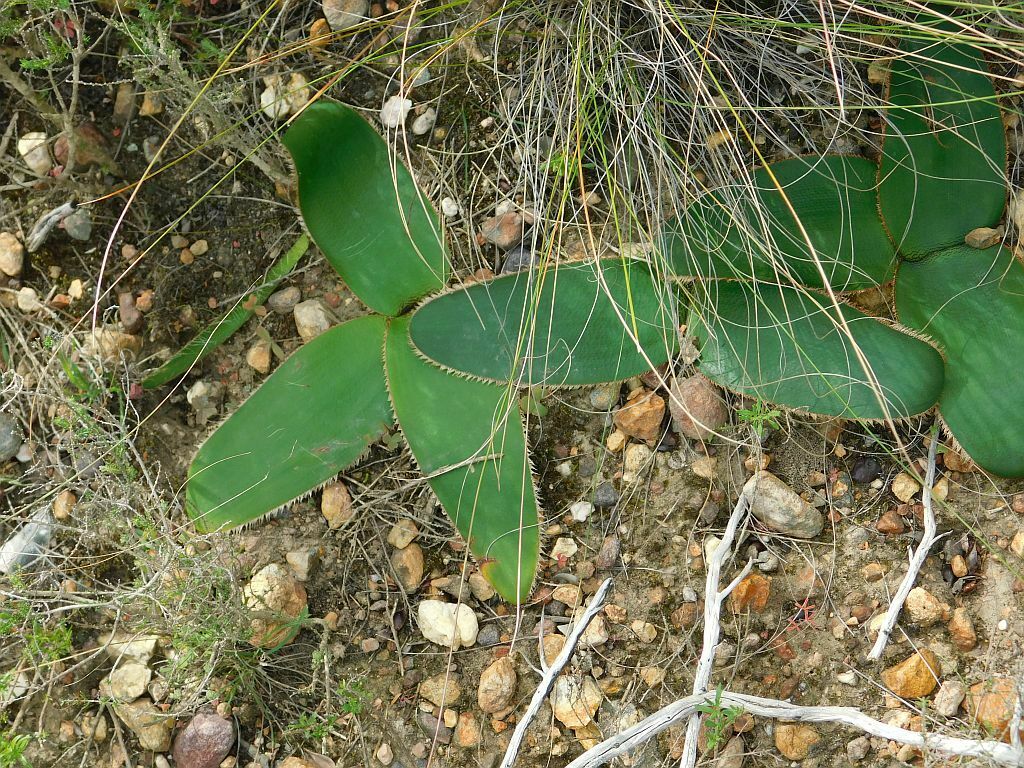 April Fool Parasol From Swellendam Hessekwaskloof South Africa On