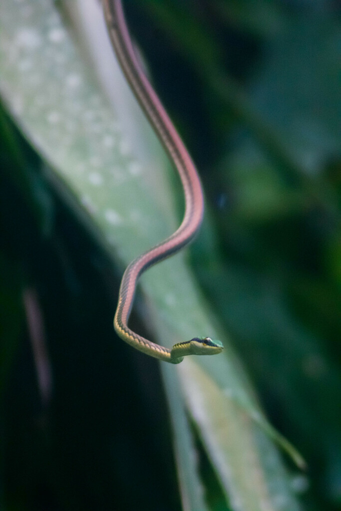 Mexican Parrot Snake From Km Carr Zona Arqueol Gica Palenque