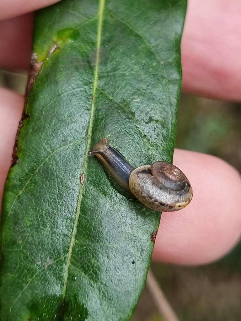 Asian Tramp Snail From Wakerley Wakerley Qld Australia On