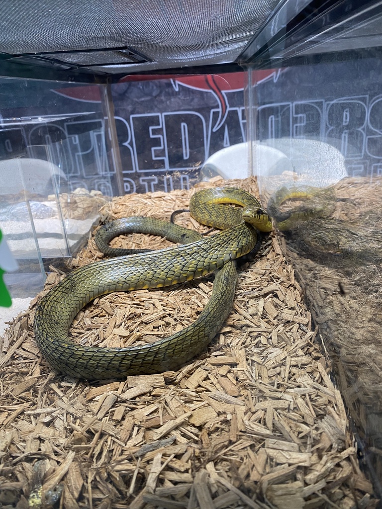 Amazon Puffing Snake From E Irvington Rd Tucson Az Us On October