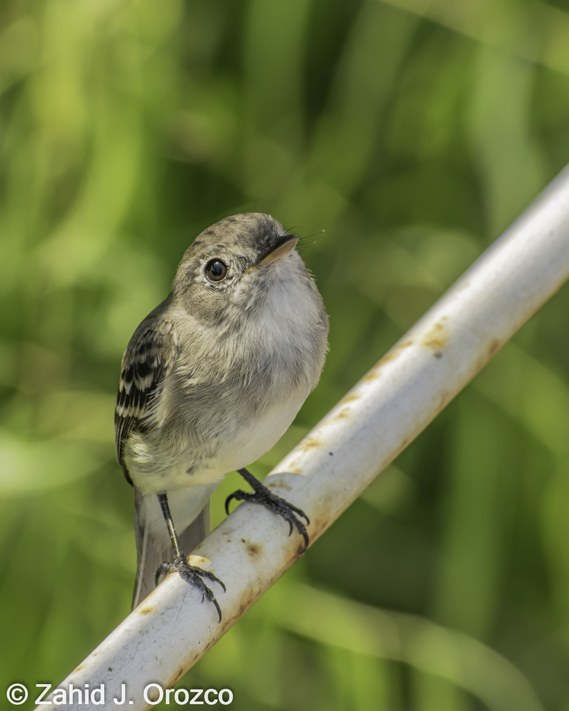 Least Flycatcher from San Bartolo Oax México on April 06 2022 at 12