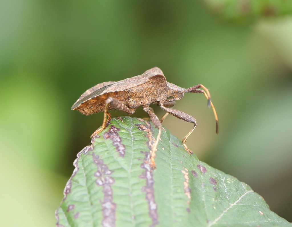 Dock Bug From Oudalle France On October At Pm By