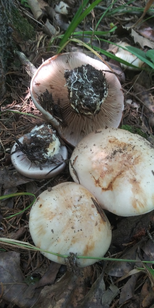 Webcaps In September 2022 By Jim Oehmke INaturalist