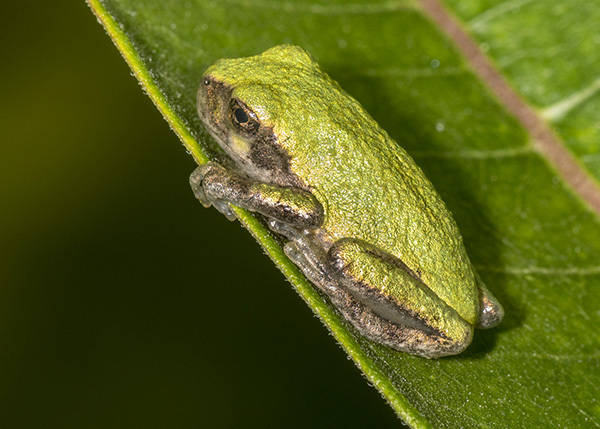 Gray Treefrog From Rockland County NY USA On August 6 2018 At 11 59