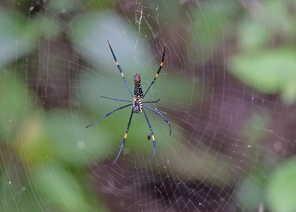 Giant Golden Orbweaver From Paderu Andhra Pradesh India On August 13