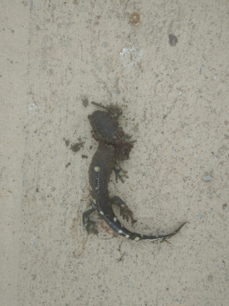 Mexican Tiger Salamander From Calle Vicente Guerrero Pedregoso Zac