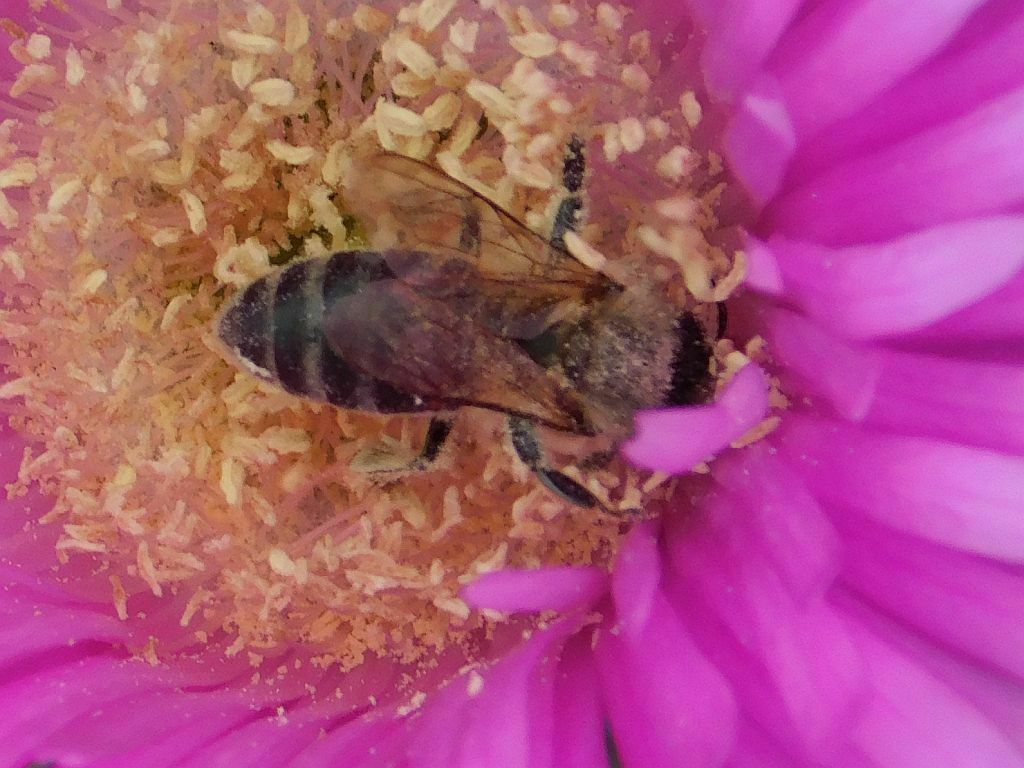 Cape Honey Bee From Swellendam Hessekwaskloof South Africa On