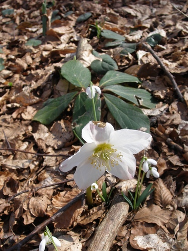 Sección Helleborus iNaturalist Mexico