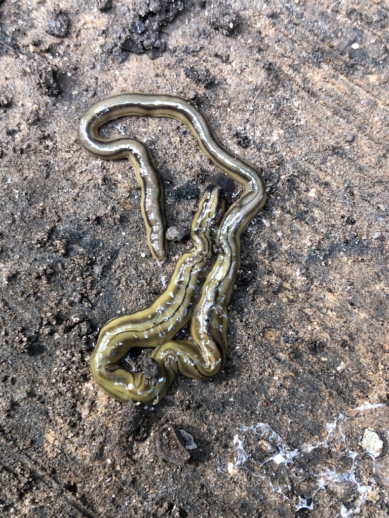 Shovel Headed Garden Worm From Gold Star Dr Raleigh NC US On October