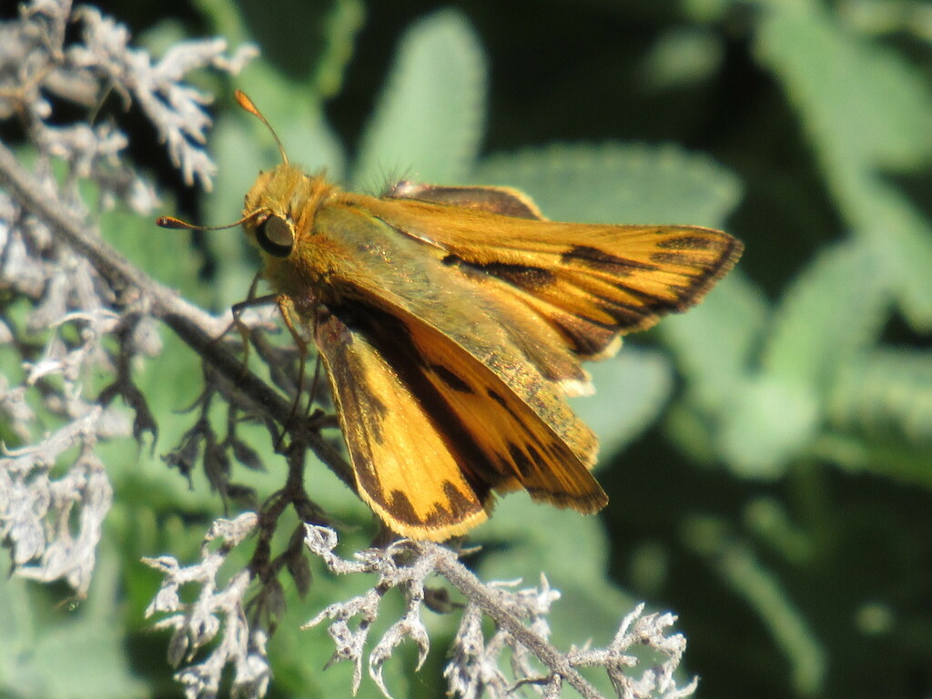 Fiery Skipper From Cox Arboretum Montgomery County OH USA On October