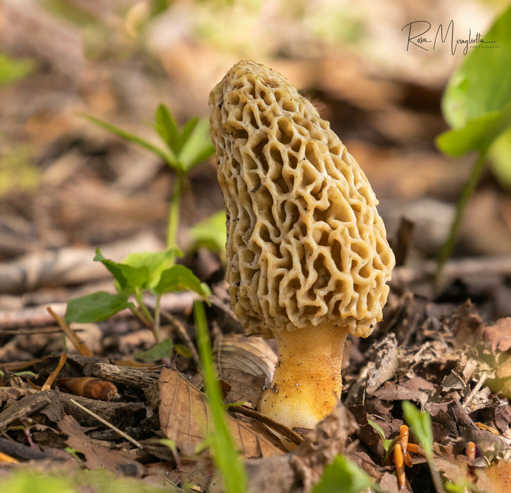 White Morel From Rondeau Park Road Morpeth On N P X Canada