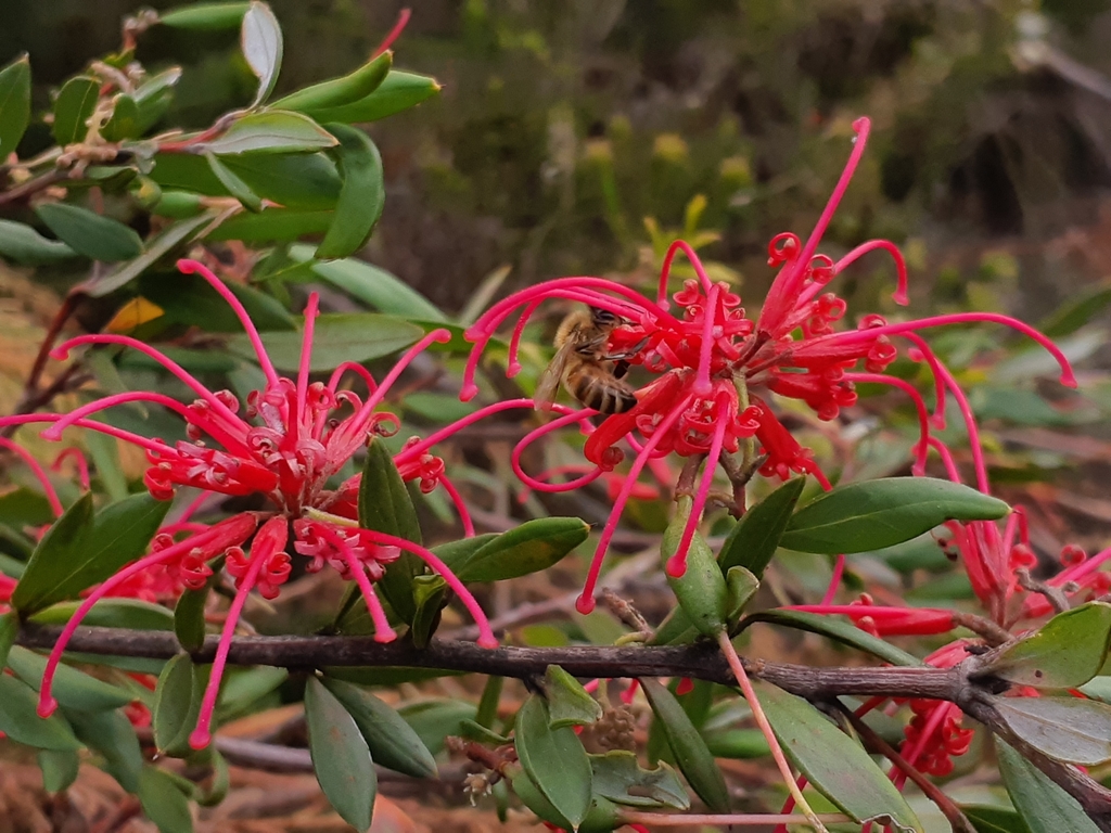 Red Spider Flower From North Turramurra Nsw Australia On October