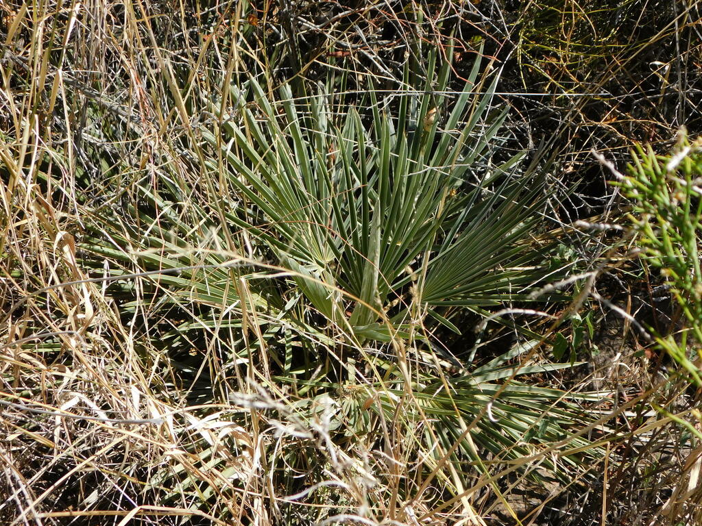 Trithrinax campestris from San Alberto Córdoba Argentina on October 7