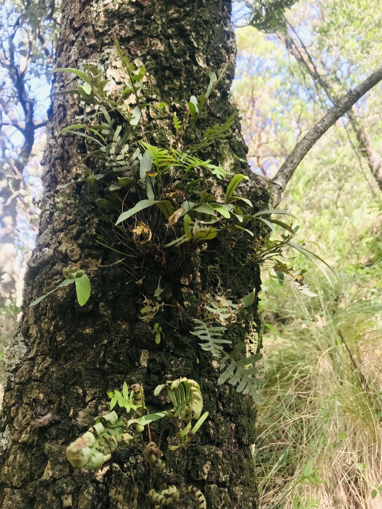 Lechuguilla De Rbol Desde Parque Estatal Sierra De Guadalupe Gustavo