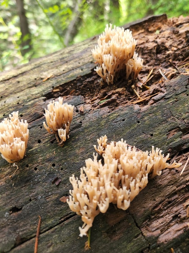 Crown Tipped Coral Fungus From Mt Lemmon Arizona Usa On August