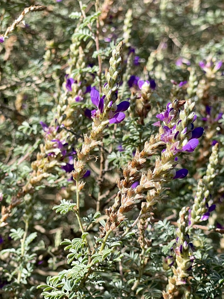 Silver Prairie Clover From Charco Del Ingenio San Miguel De Allende