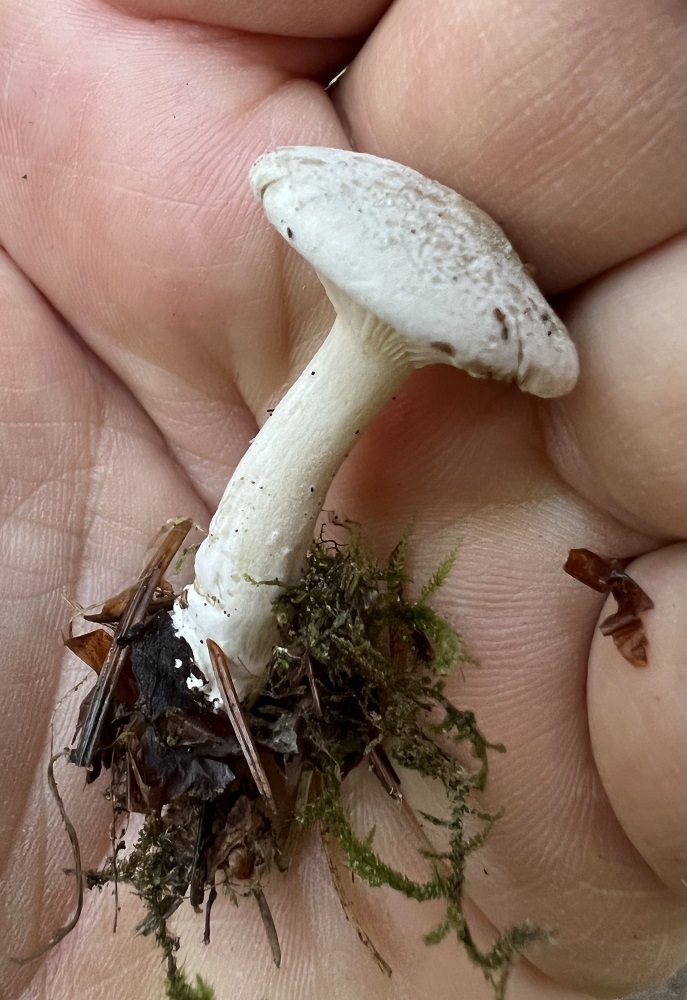 Common Gilled Mushrooms And Allies From Lane County Or Usa On October