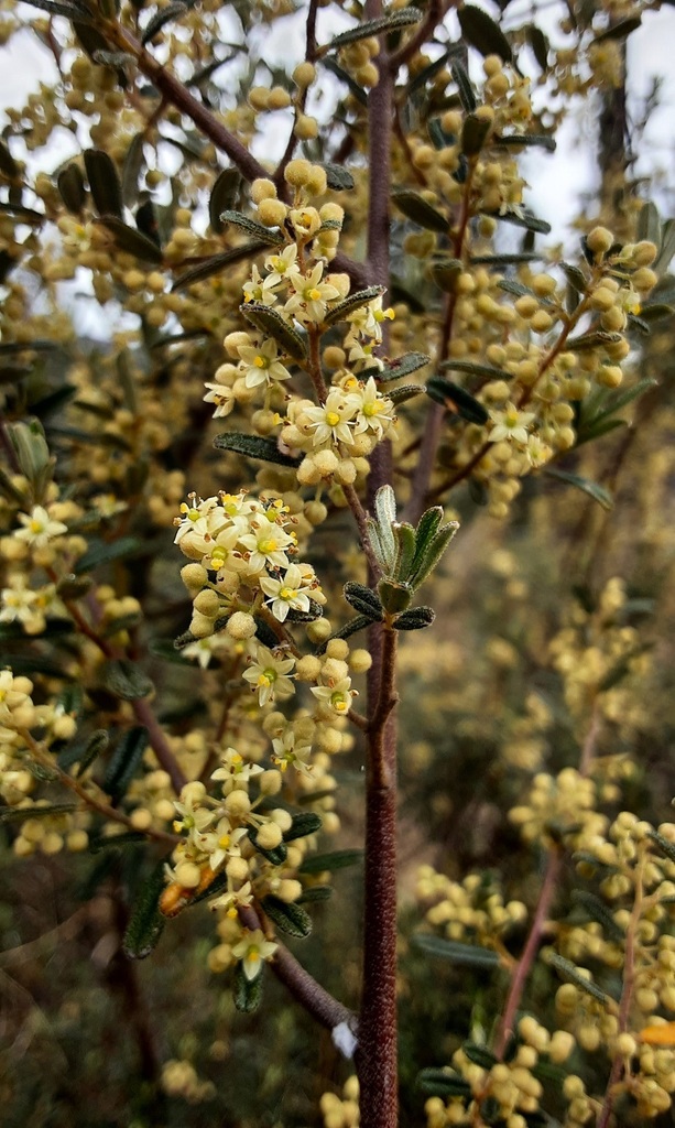 Pomaderris Angustifolia From Wolgan Valley NSW 2790 Australia On