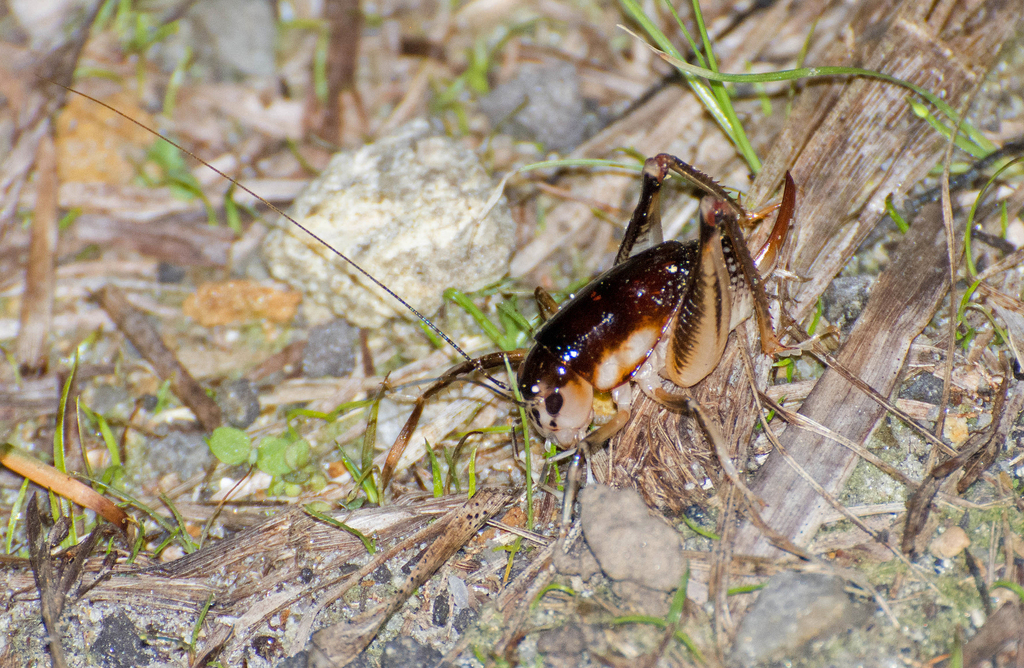 Apotetamenus clipeatus from Porciúncula RJ 28390 000 Brasil on