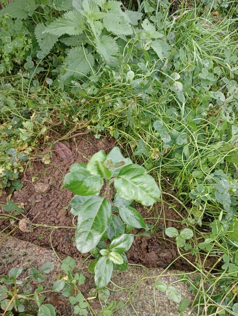 Dicots From Saint Cyr Du Bailleul Frankrijk On October