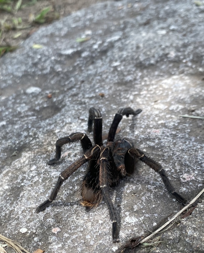 Costa Rican Striped Knee Tarantula From Universidad Zamorano Honduras