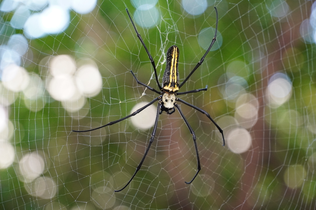 Giant Golden Orbweaver From Munekolala Lake Chennappa Layout