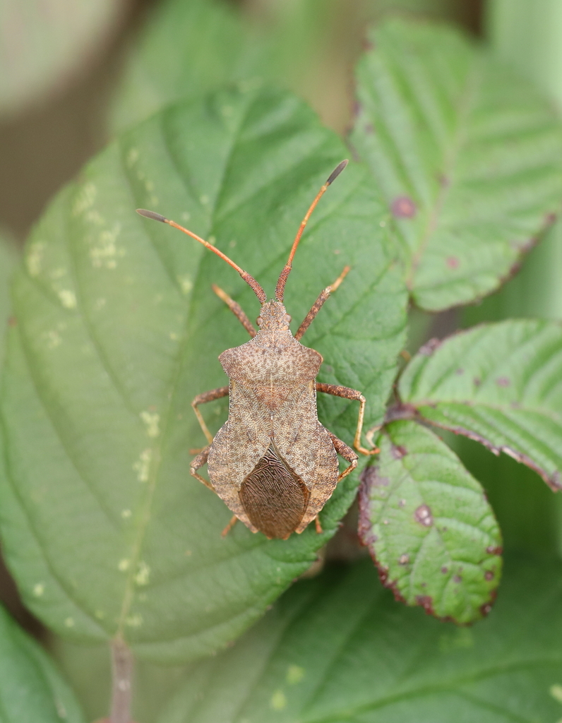 Dock Bug From Oudalle France On October 17 2022 At 07 25 PM By