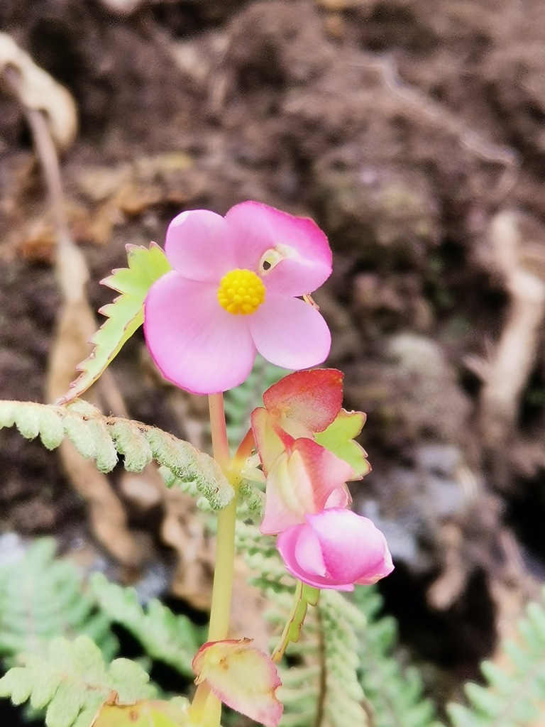 Hollyhock Begonia from San Miguel Teotongo 09630 Ciudad de México