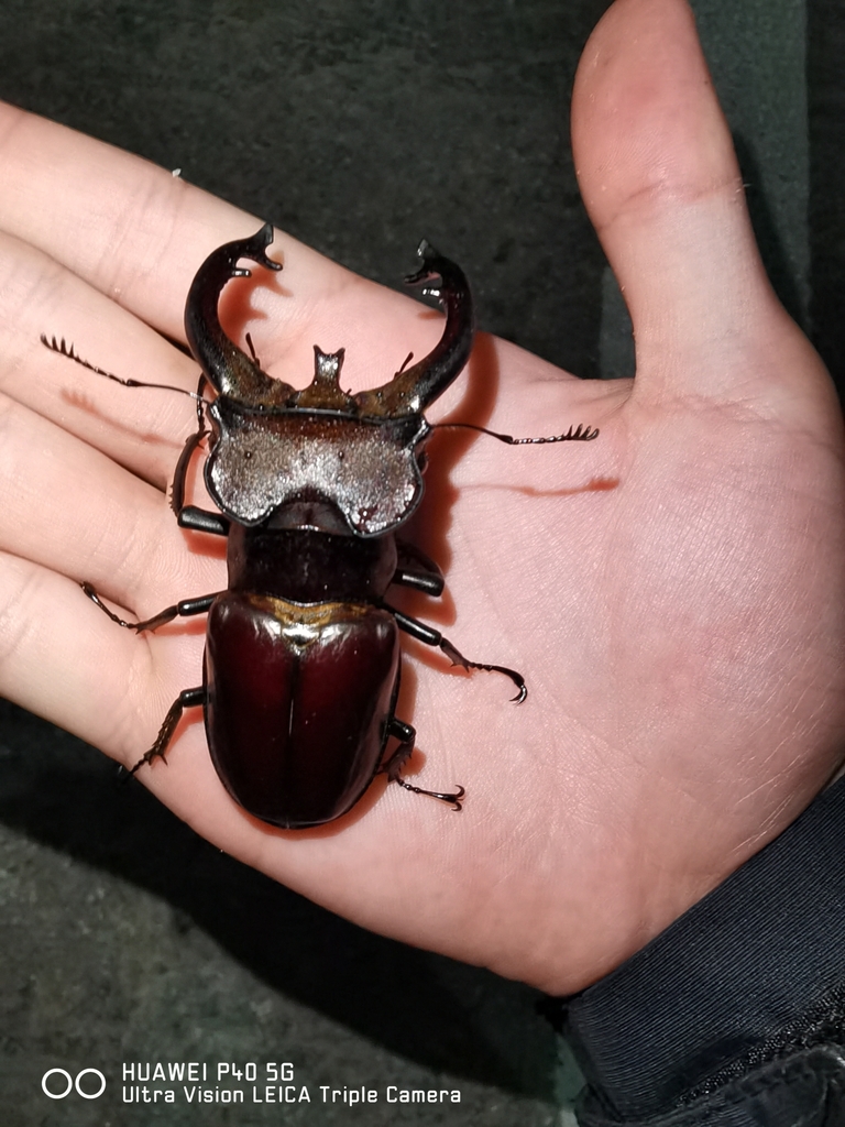 Lucanus Fryi From Motuo County Linzhi City Tibet Autonomous Region