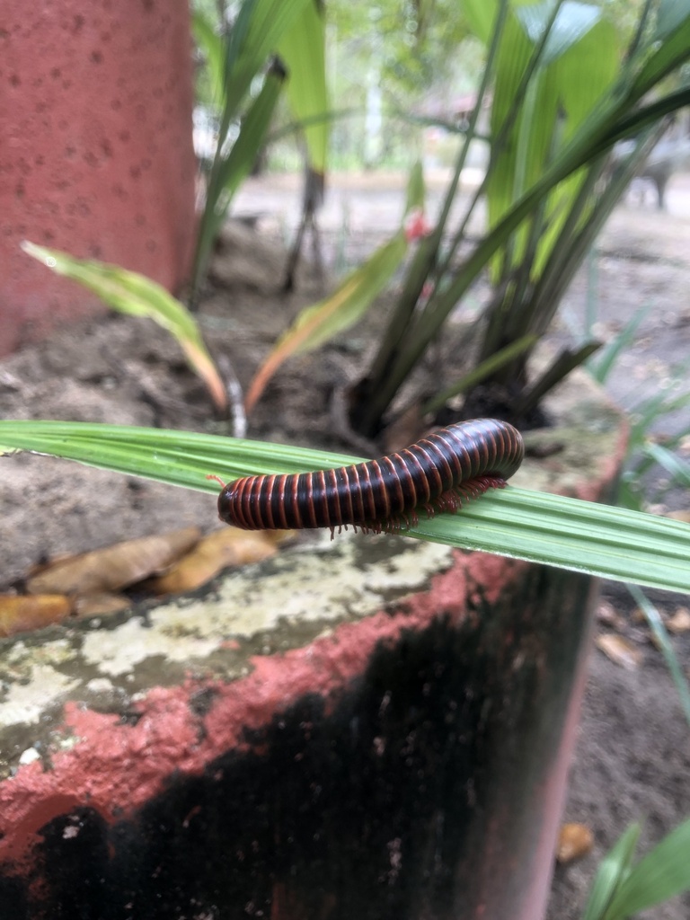 Round Backed Millipedes From Estrada Gavi O Real Linhares Es Br On