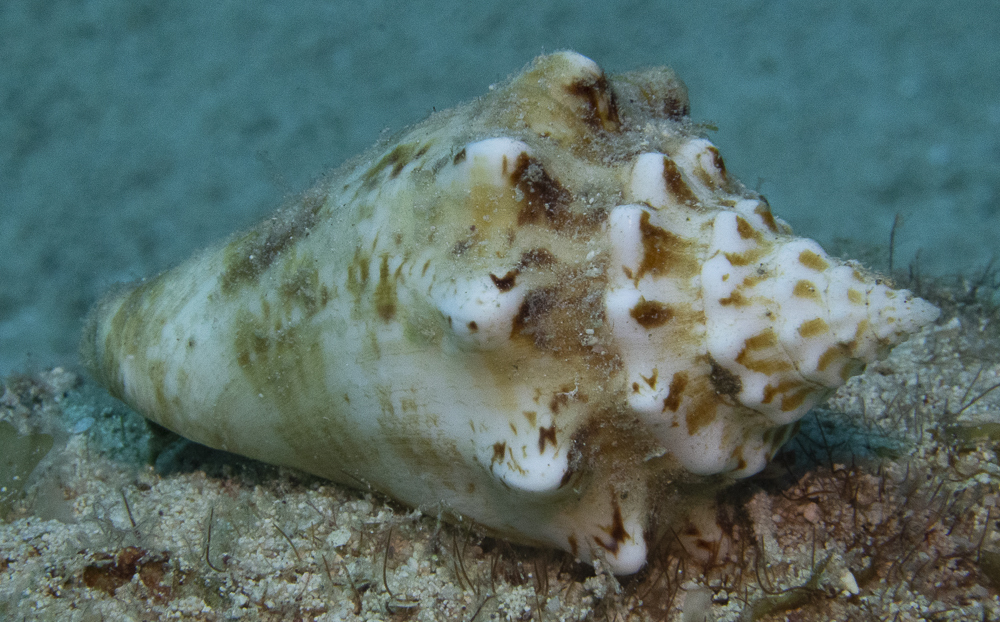 Milk Conch From Arrecife De Puerto Morelos Benito Ju Rez Mx Qr Mx On