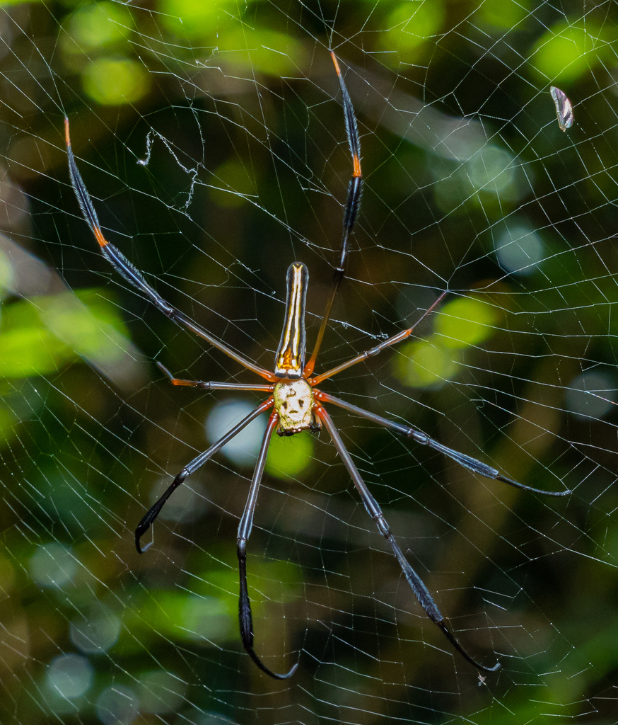 Giant Golden Orbweaver From Santhadi House Nh Butterfly Park Road