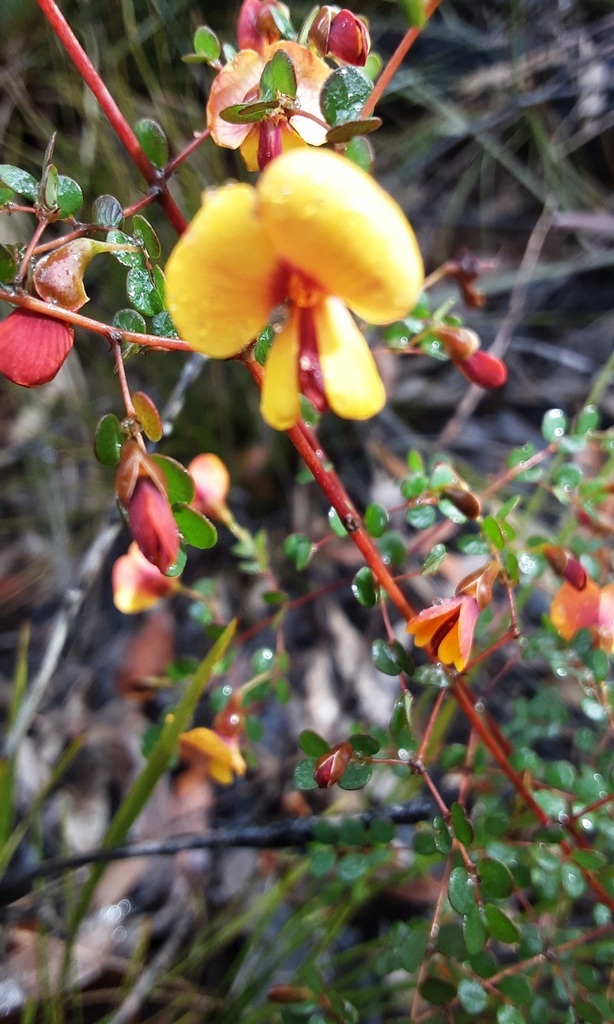 Bossiaea Lenticularis From Newnes State Forest NSW 2790 Australia On