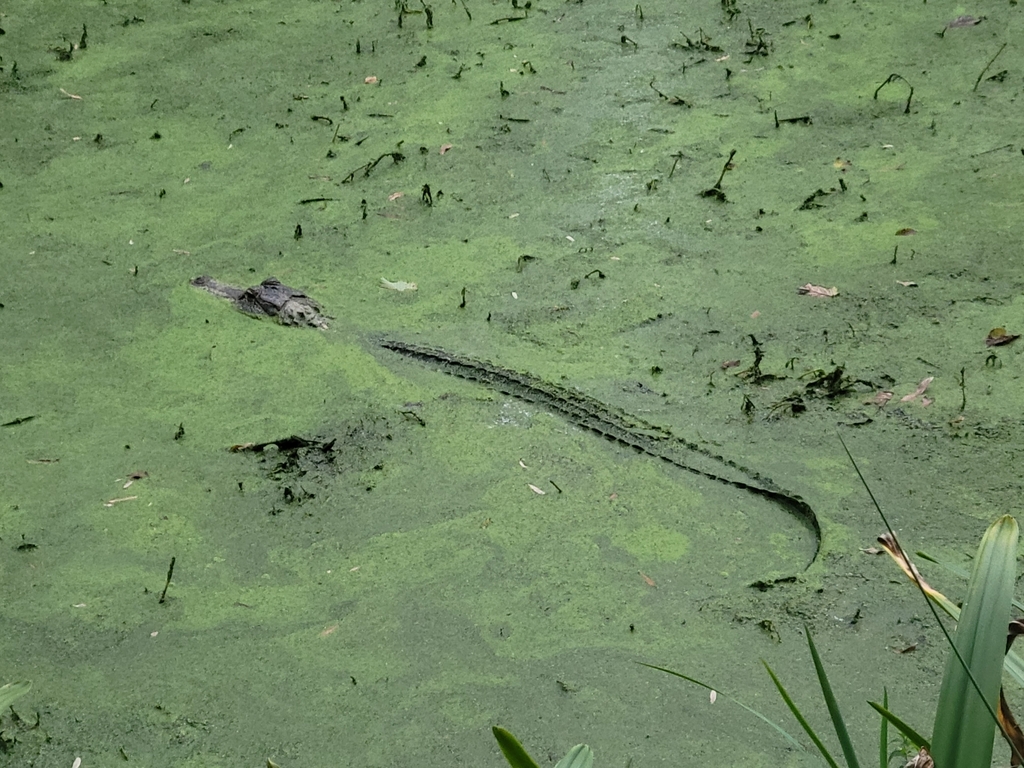 American Alligator From Houston Tx Usa On October At