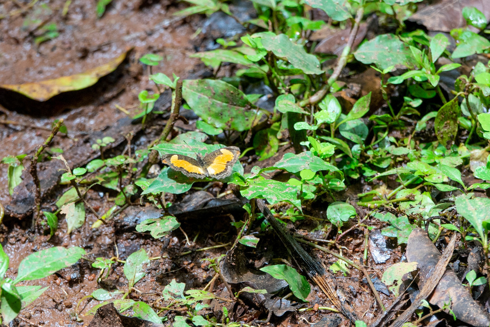 Lady S Maid Butterfly From Masindi Distrikt Uganda On October 05 2022