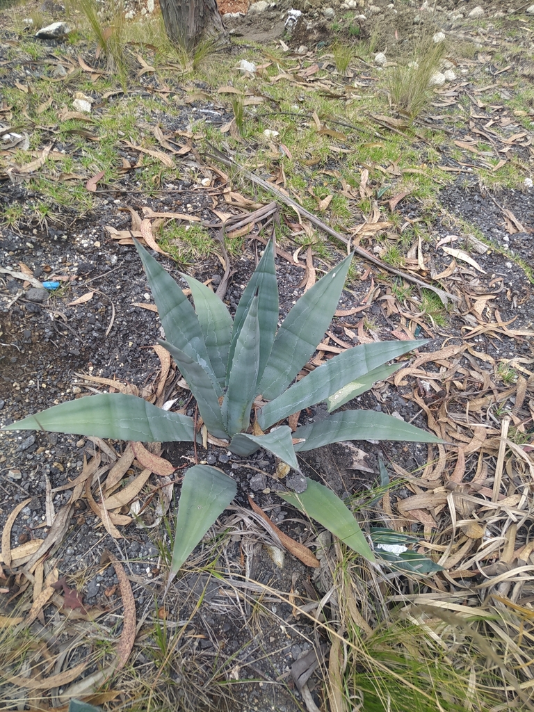 Agave Cordillerensis From Villa La Union Cajabamba Ecuador On