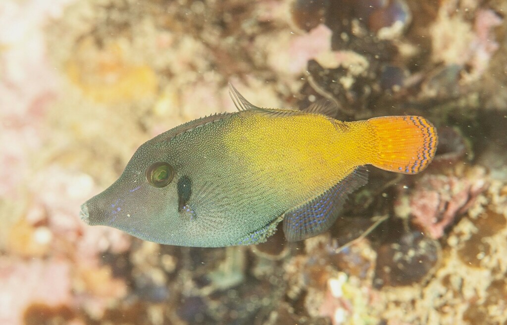 Blackbar Filefish Fishes Of Cabbage Tree Bay Aquatic Reserve Sydney