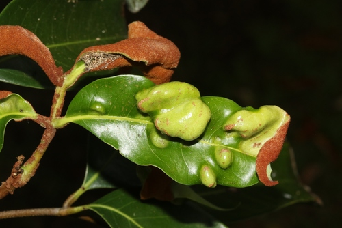 Litchi Erinose Mite Aceria Litchii INaturalist