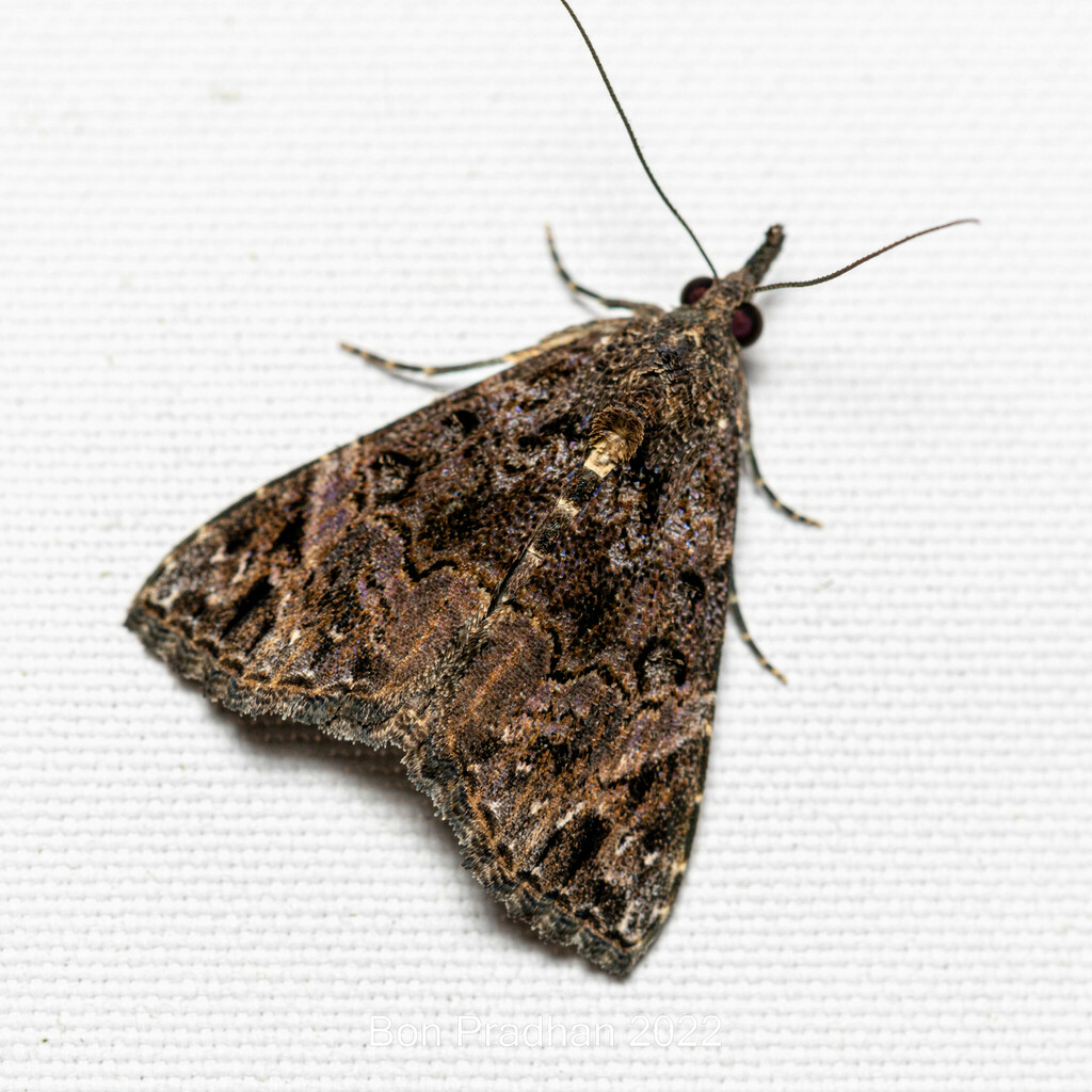 Hypenine Snout Moths From Darjeeling Town Gandhi Road Darjeeling