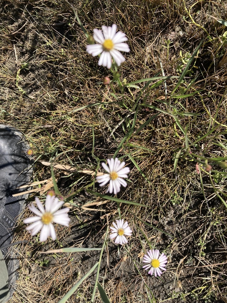 Perennial Saltmarsh Aster From Channel Cat Cove Murrells Inlet SC US