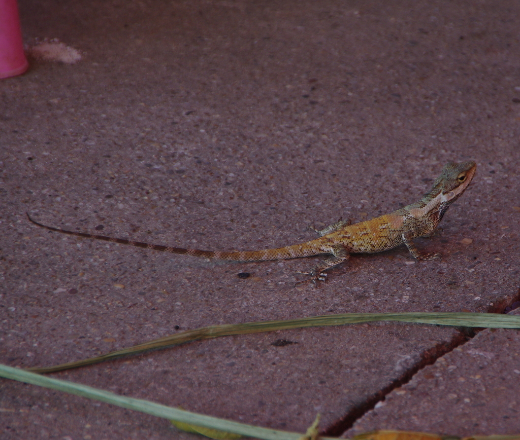 Myanmar Blue Crested Lizard From No Ward Yangon Mjanma Birma On