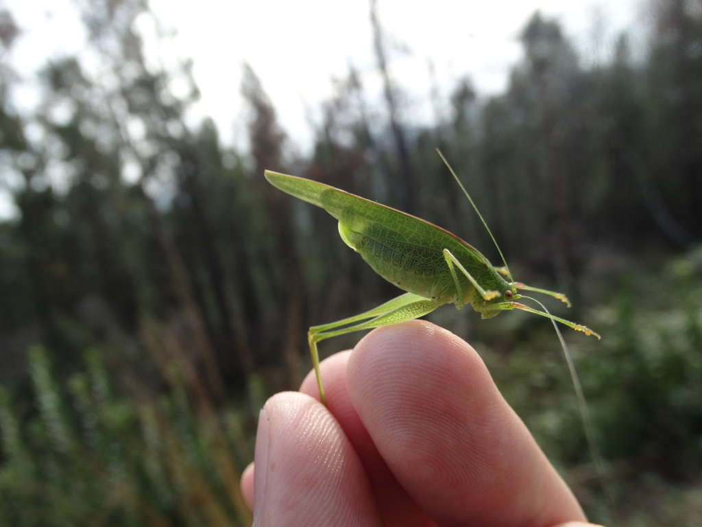 Mediterranean Katydid from 30110 Sainte Cécile d Andorge France on