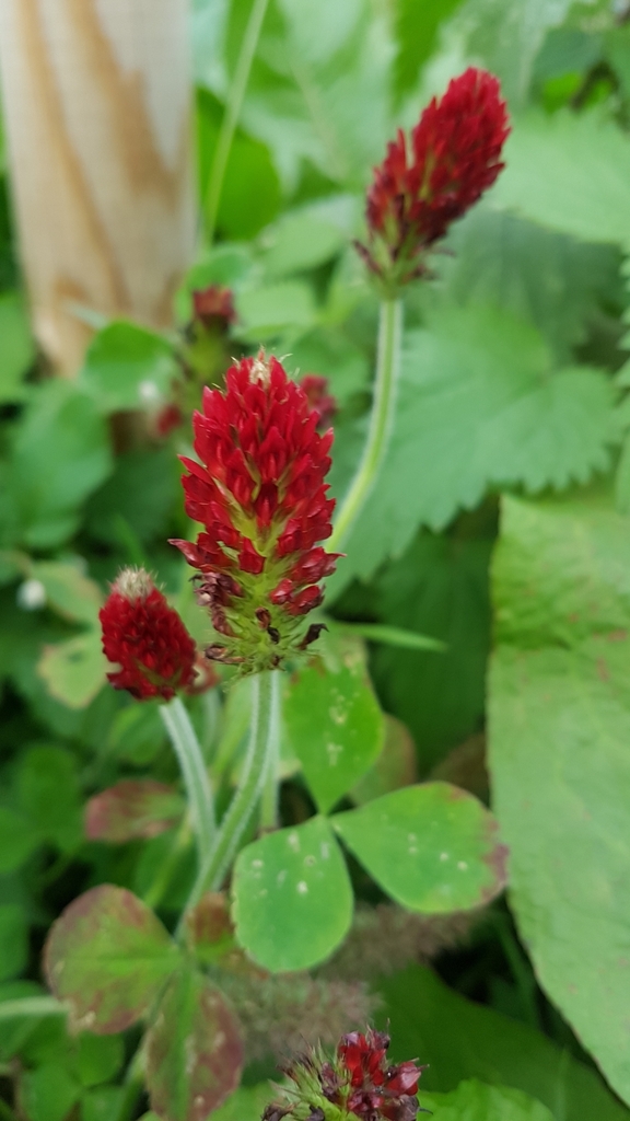 Crimson Clover From Leck Deutschland On October At