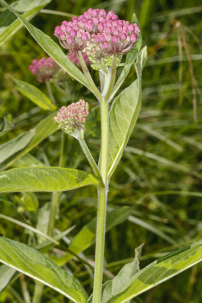 Swamp Milkweed From Rockland County NY USA On June 30 2016 At 10 57