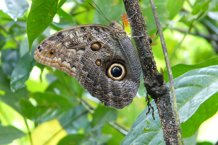 Mariposa B Ho Polinizadores Y Nectar Voros Del Distrito Federal