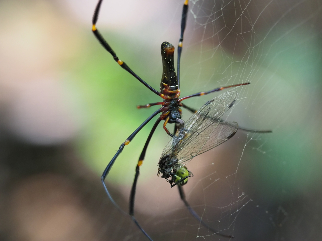 Giant Golden Orbweaver From Ngeremlengui Sanctuary On August 4 2022 At