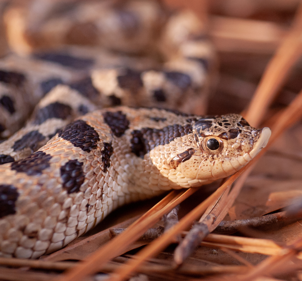 Southern Hognose Snake In September By Wayne Fidler Inaturalist