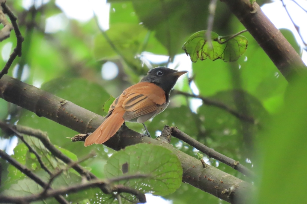 Amur Paradise Flycatcher From Berlayer Creek On October 31 2022 At 12