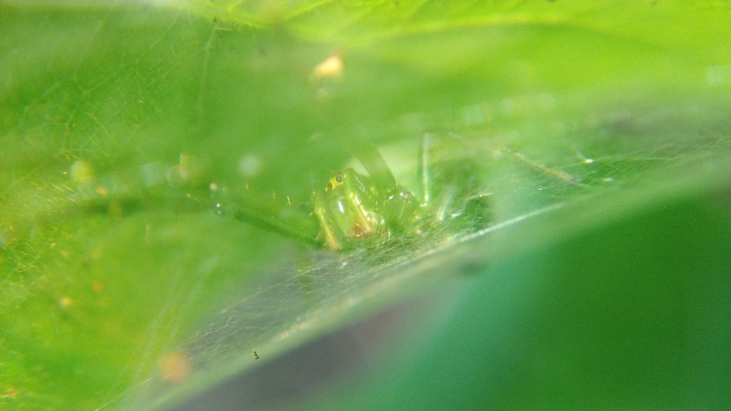 African Cucumber Spiders From MFM6 7H8 Ban Phue Ban Phue District