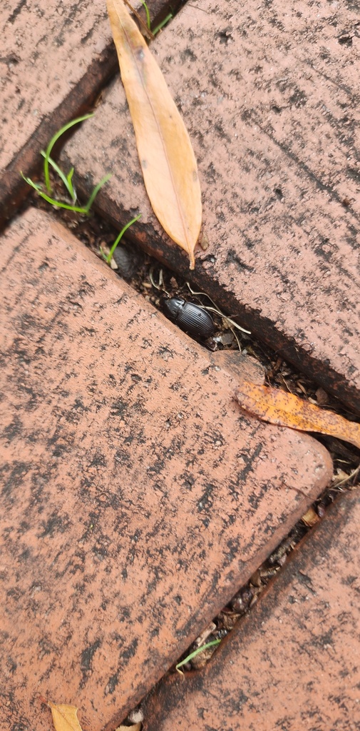 Sun Beetles From Ashland Va Usa On October At Pm